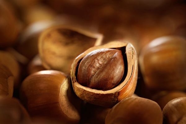 Il riscatto della nocciola: dal Piemonte al Canada la tonda regina italiana conquista chef, citt&agrave; e gourmet